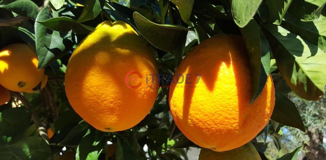 VALENCIA ORANGES